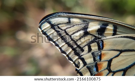 Macro closeup of butterfly  wings pattern. Papilio machaon. Natural textured and background. Detail pattern of butterfly wings, copy space