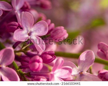 Macro photo of spring lilac purple flowers, abstract soft floral background. Macro purple-red flowers. Pink lilac flowers close-up, floral textured background. Beautiful purple-lilac floral background Royalty-Free Stock Photo #2166103441