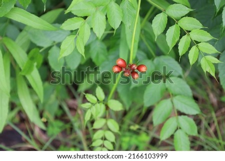 Red oblong berries on a bush
