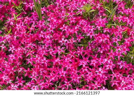 Phlox subulate flowers in the garden. Blooming creeping moss for landscape design. Bright beautiful flower covering the ground. Photo wallpapers in red colors. Growing carpet in nature.