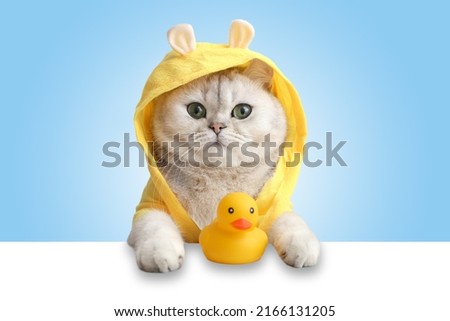 A cute white cat in a yellow coat looks out of a white shell, a yellow rubber duck stands nearby, on a light blue background.