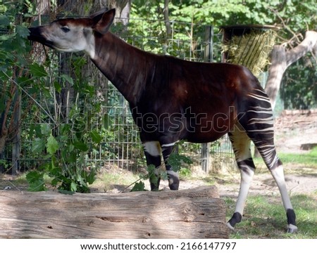 Okapi ( Okapia johnstoni), also known as the forest giraffe or zebra giraffe, is an artiodactyl mammal native to the northeast of the Democratic Republic of the Congo in Central Africa. 