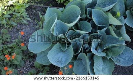 Hosta plant (Big Mama) also called plantain lily Royalty-Free Stock Photo #2166153145