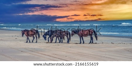 Wild horses on the beach on the Outer Banks North Carolina. Corolla Wild Horses at sunset Royalty-Free Stock Photo #2166155619