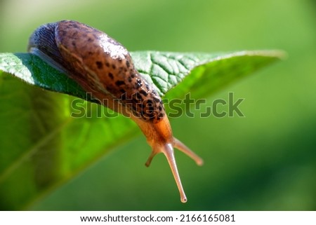 Snail without shell. Leopard slug Limax maximus, family Limacidae, crawls on green leaves. Spring, Ukraine, May. High quality photo Royalty-Free Stock Photo #2166165081