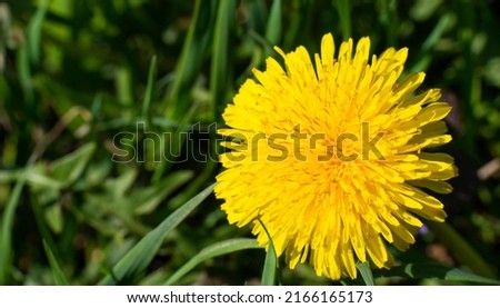 Spring flower yellow dandelion on green grass background. High quality photo