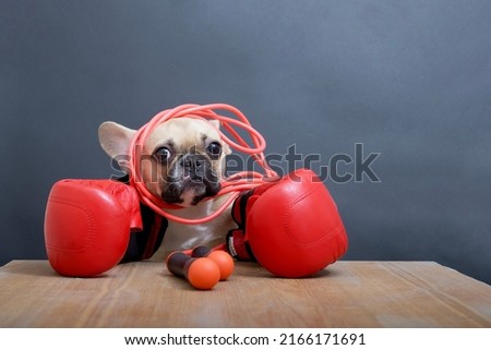 A french bulldog breed dog with a black muzzle, big ears and eyes sits in a white hat and poses on a wooden table with red leather boxing gloves and a skipping rope against a gray wall. 