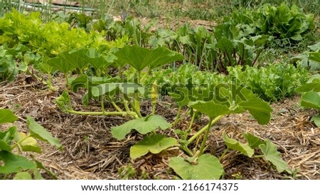 Zucchini plants, lettuce and beets, in the vegetable garden, early June Royalty-Free Stock Photo #2166174375