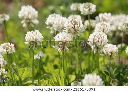 Flowers of white clover (Trifolium repens) plant in green summer meadow Royalty-Free Stock Photo #2166175891