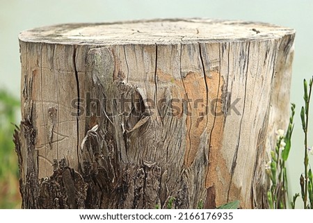 wood that has dried but has a beautiful texture Royalty-Free Stock Photo #2166176935