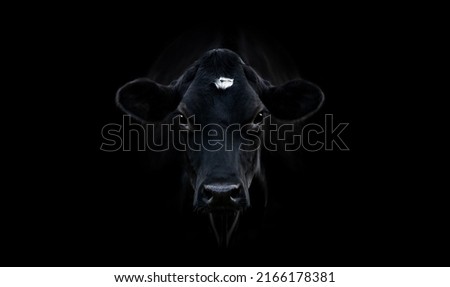 A close-up portrait of a black cow looking at the camera, centered, black background,  large picture, horizontal, copy space