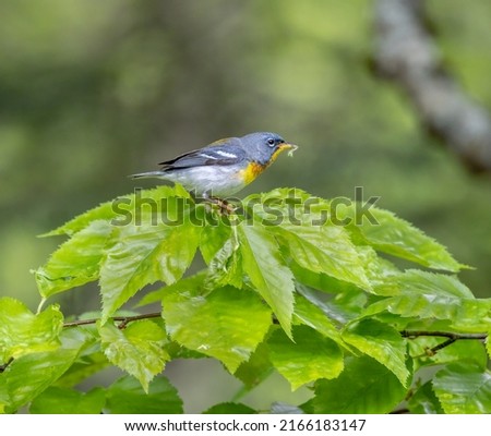 Northern Parula in a boreal forest Quebec, Canada.