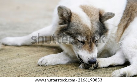 Dog lick, gnaw, sheep, scratch due to itching. from fungi, bacteria, yeast, along the crotch area of the toes Sometimes they even put it in their mouth. may cause various pathogens ingest Royalty-Free Stock Photo #2166190853
