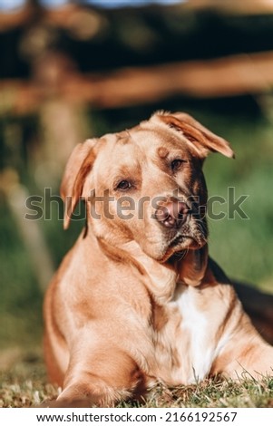Portrait of a brown labrador pictured outdoors laying on the grass with a lovely creamy background.
