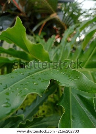 picture of green leaves and rain drop on the surface of leaves. nature 