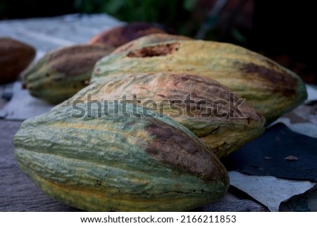 Several cacao fruits that failed to harvest are being dried outdoors on a wooden table