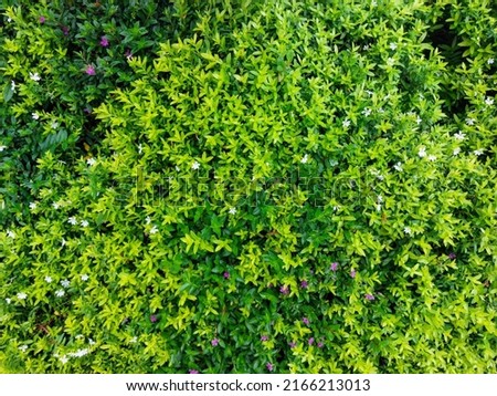 Aesthetic green background of false heather. Selective focus and grainy background picture