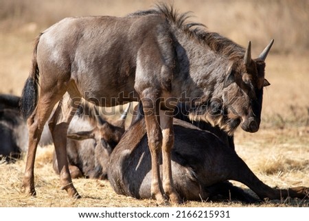 Pair of wildebeest enjoying the African savannah of the Pilanesberg National Park in South Africa, it is a herbivorous animal and one of the antelopes living in Africa. Royalty-Free Stock Photo #2166215931