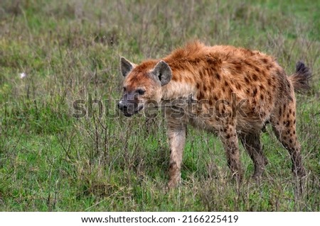 The spotted hyena (Crocuta crocuta), also known as the laughing hyena, is a hyena species,  member of the genus Crocuta, native to sub-Saharan Africa. Shot in Ngorongoro Crater, Tanzania.