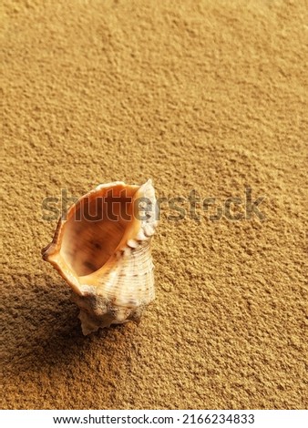 Sea shell on the sand with copy space. Background with rapana shell. Summer backdrop. Clam house.