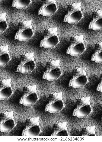 Black and white pattern of sea shells on the sand. Background from rapana shells. Summer backdrop. Clam house.