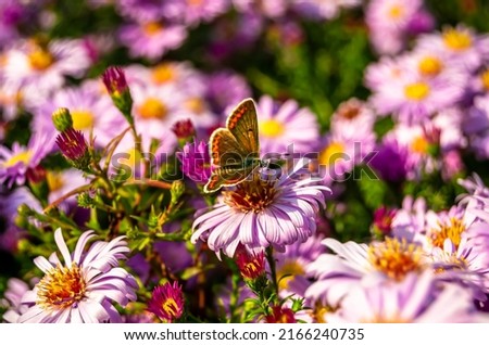Photography to theme beautiful black butterfly Monarch on meadow flower. Photo consisting of butterfly Monarch in meadow flower waving his bright wings. Body old butterfly Monarch to meadow flower.