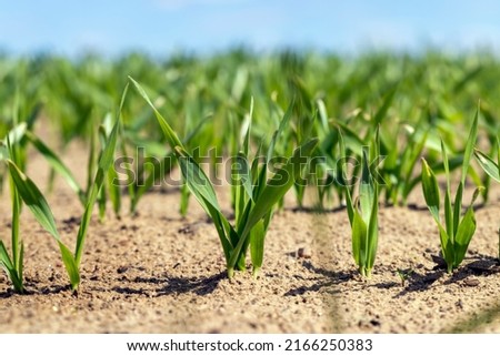 agricultural fields with a large number of young green cereal wheat as grass, cereal cultivation in eastern European territory Royalty-Free Stock Photo #2166250383