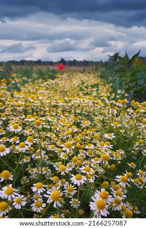 Field of wild daisies. Beautiful summer landscape. Matricaria chamomilla in natural environment