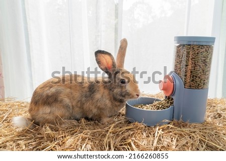 Healthy young rabbit furry bunny eating pellet food in automatic feeder on dry straw over white background. Cuddly fur bunny black brown rabbit feeding organic dry food in spring light. Feeder pet