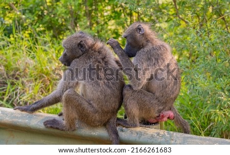 Baboon in the nature reserve Hluhluwe National Park South Africa