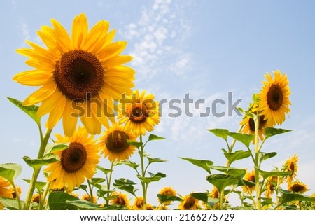 Kharkov, Ukraine. Sunflower fields with sunflower are blooming on the background of the sky on sunny days and hot weather. Sunflower is a popular field planted for vegetable oil production.  Royalty-Free Stock Photo #2166275729