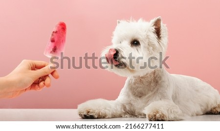 Portrait nice dog dog eating ice cream. west highland white terrier. High quality photo Royalty-Free Stock Photo #2166277411