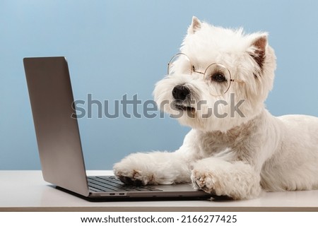 Dog breed west highland white terrier, working at a computer. High quality photo Royalty-Free Stock Photo #2166277425
