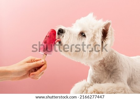 White dog licks ice cream on a pink background, summer. High quality photo Royalty-Free Stock Photo #2166277447