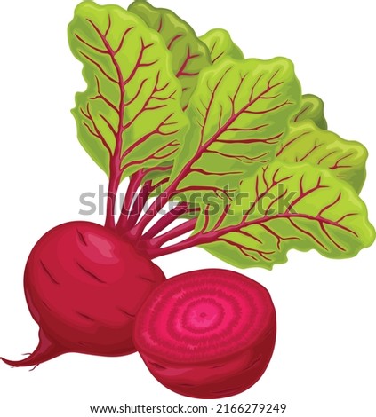 Beet. Red ripe beets. Ripe organic vegetable from the garden. Farm product. Sugar beet, vector illustration isolated on a white background Royalty-Free Stock Photo #2166279249