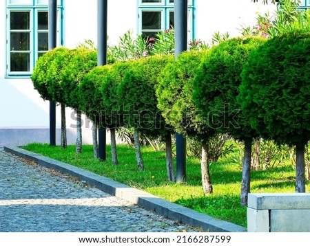 sphere shaped small evergreen trees in a row. bright summer light with lush green lawn. botanical name Arborvitae. popular name hetz midget. Thuja Shrub. modern garden and landscape design. Royalty-Free Stock Photo #2166287599