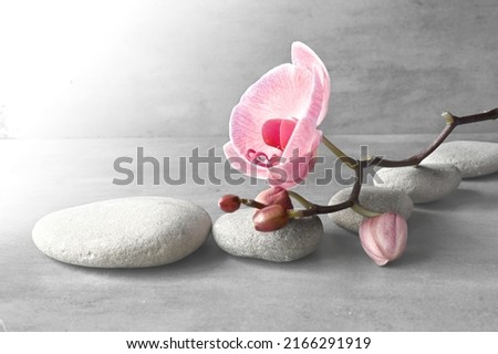 Composition with spa stones, orchid pink flower on grey background. Spa concept.