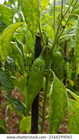 Young green peppers are growing on a branch. Close up and vertical.