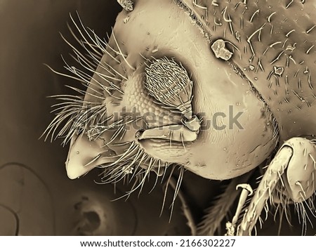 Electronic microscope picture of a bark beetle. Head and eye. Science