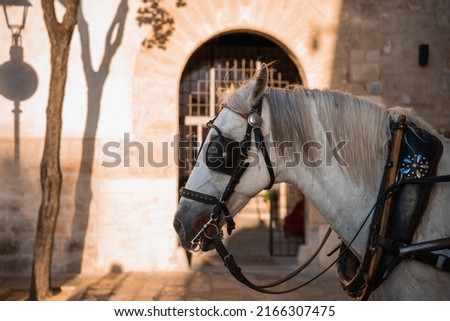 Closeup picture of a horse in front of a building at sunset in Mallorca