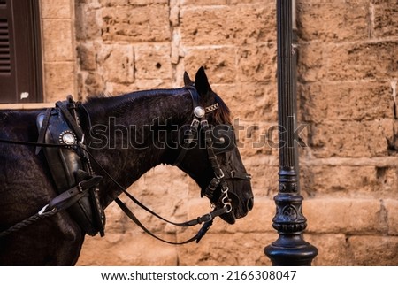 Closeup picture of a black horse in front of a wall at sunset in Mallorca