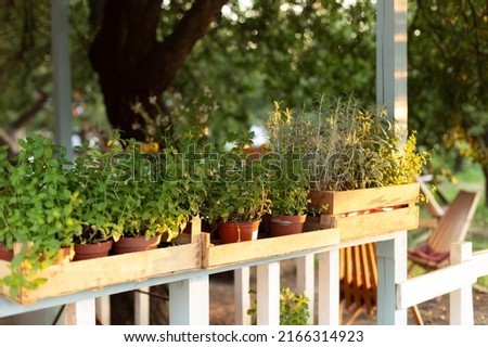 Mixed Green fresh aromatic herbs - melissa, mint, thyme, basil, parsley in pots. Aromatic spices Growing at home. Kitchen herb plants in pots. Fresh spices herbs on balcony garden in pots. Gardening Royalty-Free Stock Photo #2166314923