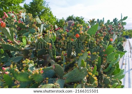 Cacti blooming close up, Baku boulevard Royalty-Free Stock Photo #2166315501