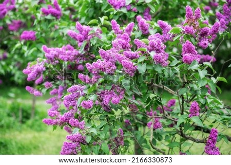 Blossom lilac flowers in spring in garden. branch of Blossoming purple lilacs in spring. Blooming lilac bush.  Blossoming purple and violet lilac flowers. Spring season, nature background. aroma,  Royalty-Free Stock Photo #2166330873