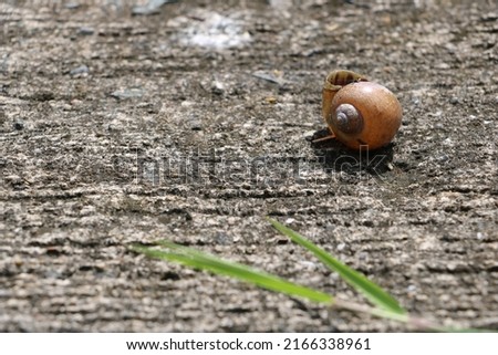 a snail on concrete road 2