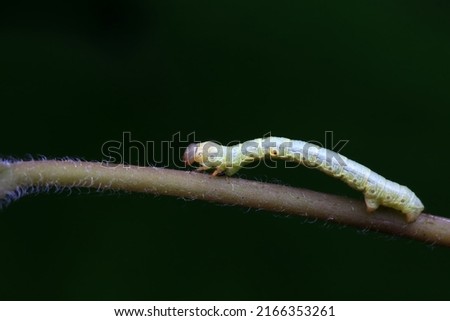 Lepidoptera larva inchworm in the wild, North China Royalty-Free Stock Photo #2166353261