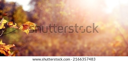 Autumn background with yellow autumn leaves on a blurred background in sunny weather