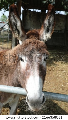 donkey with big sweet eyes and very long ears braying in the paddlock of ranch