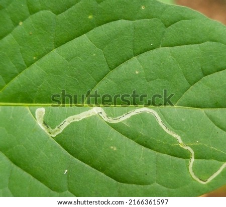 This picture shows symptoms of leaf miner.