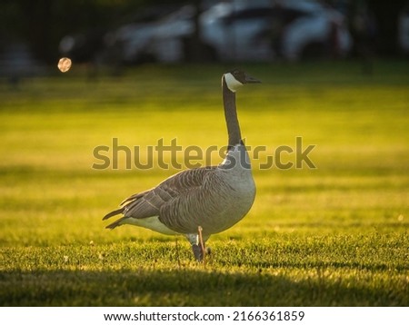 a goose in the park
